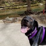 Dog Friendly places in Springfield