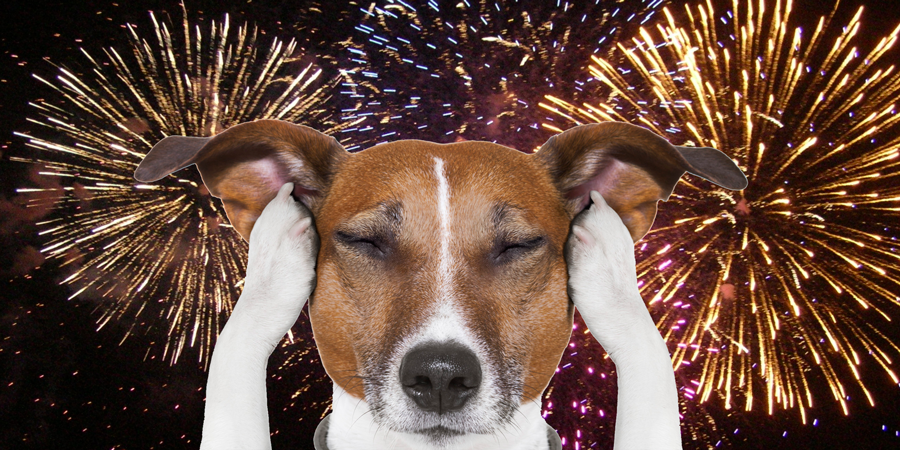 Pet Safety Tips for the 4th of July - Brice Davis